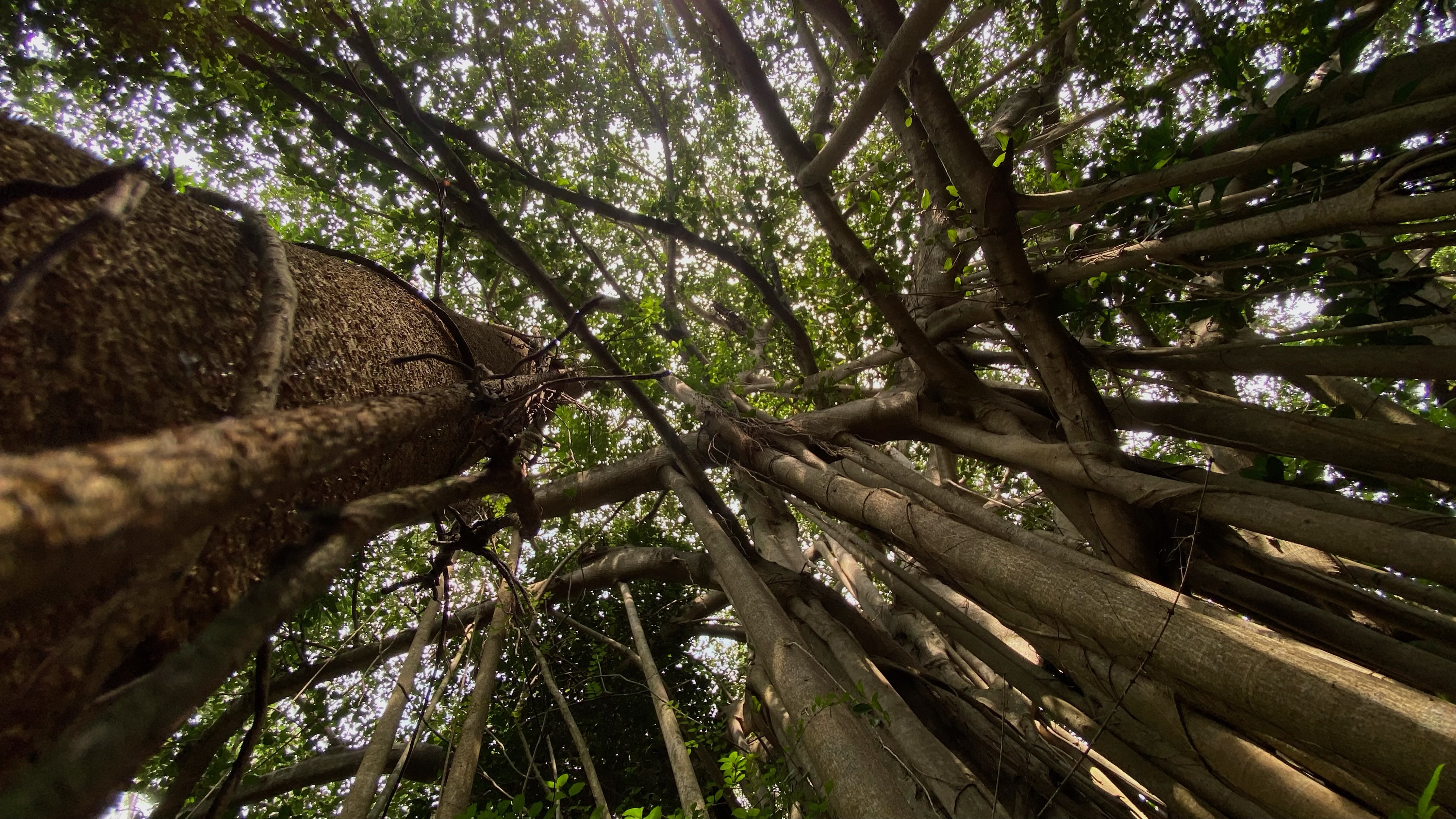 Forest - Banyan Trees
